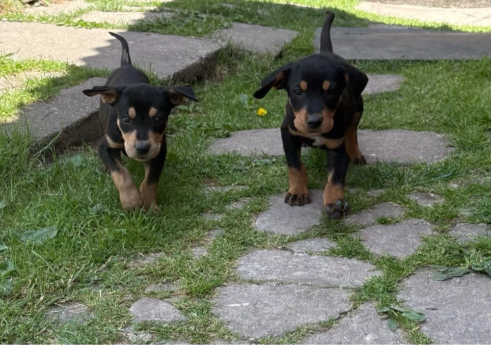 Doi Copoi Ardelenești  de vânătoare, 11 săptămâni ( rasă 100% originală)