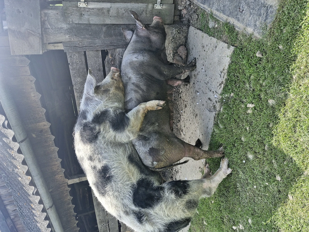 Vier de vânzare 