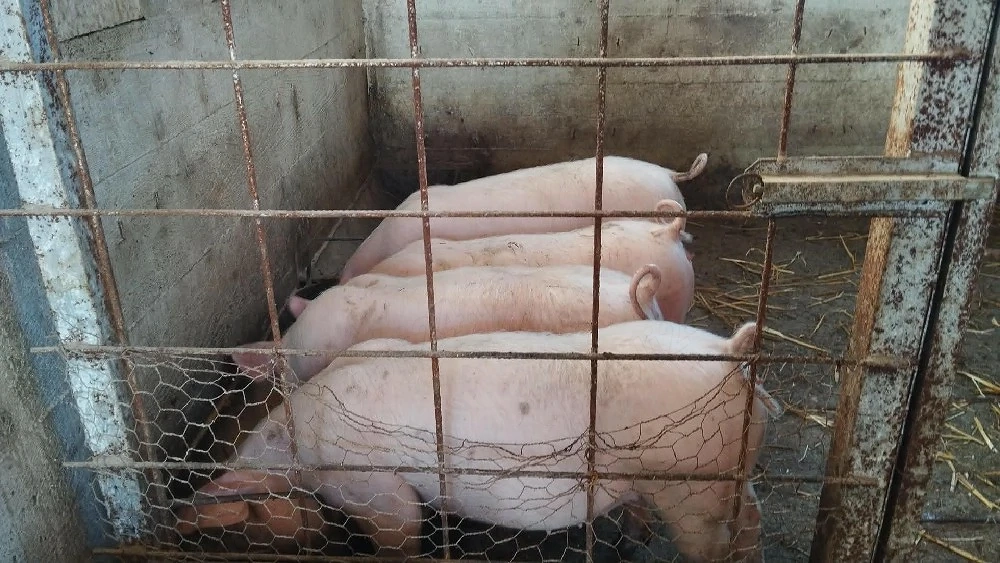 4 scrofite pentru reproductie in jur de 65 70 kg 