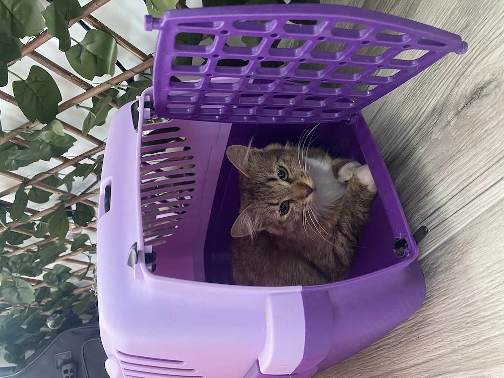 Pisicute sterilizate căută cămin