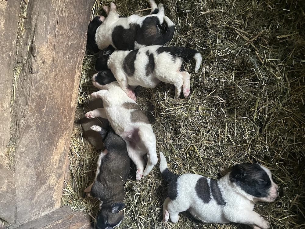 Căței ciobănesc de Bucovina 