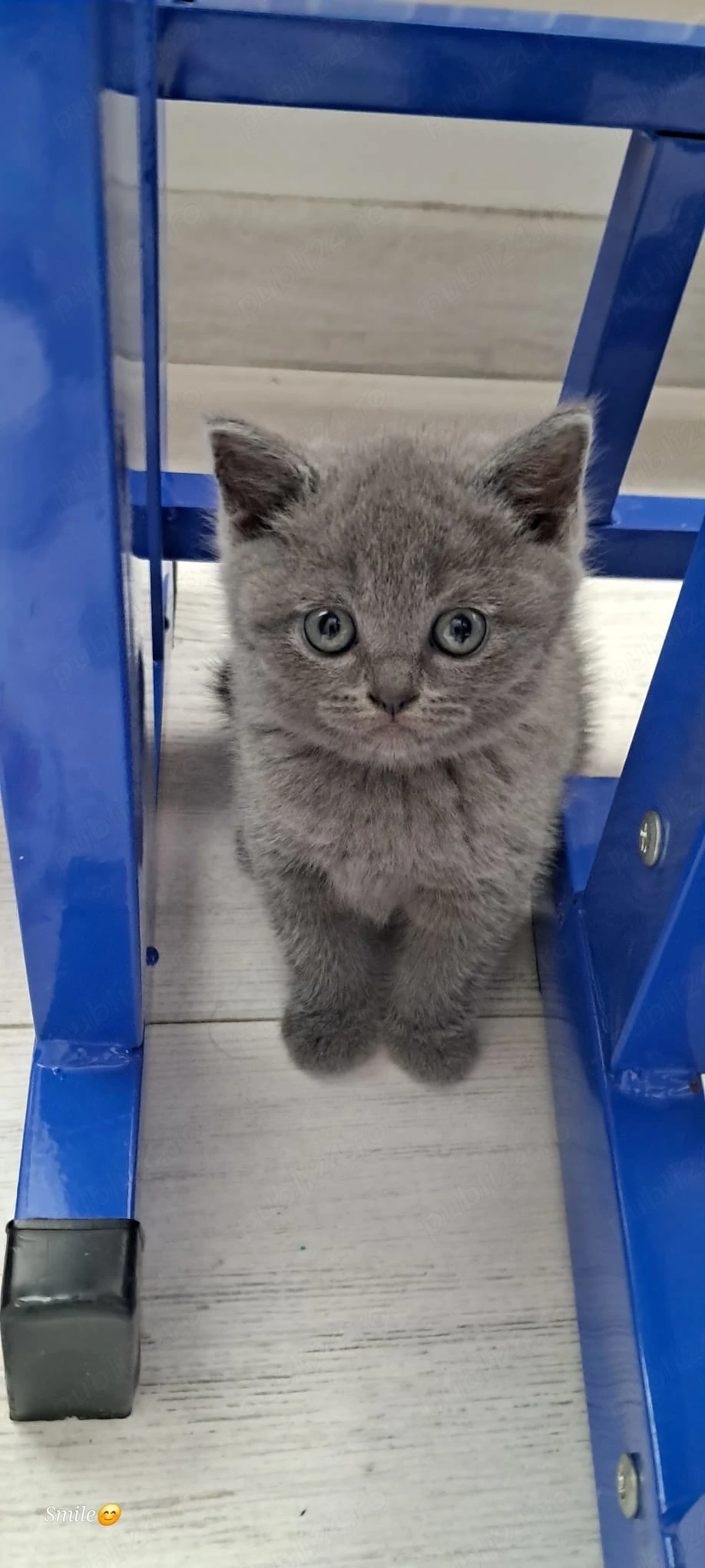  Pui British Shorthair & Scottish Fold   Disponibili pentru rezervare 