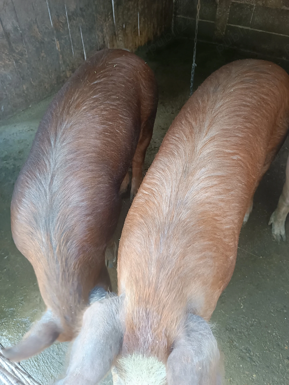 Porci de vânzare 