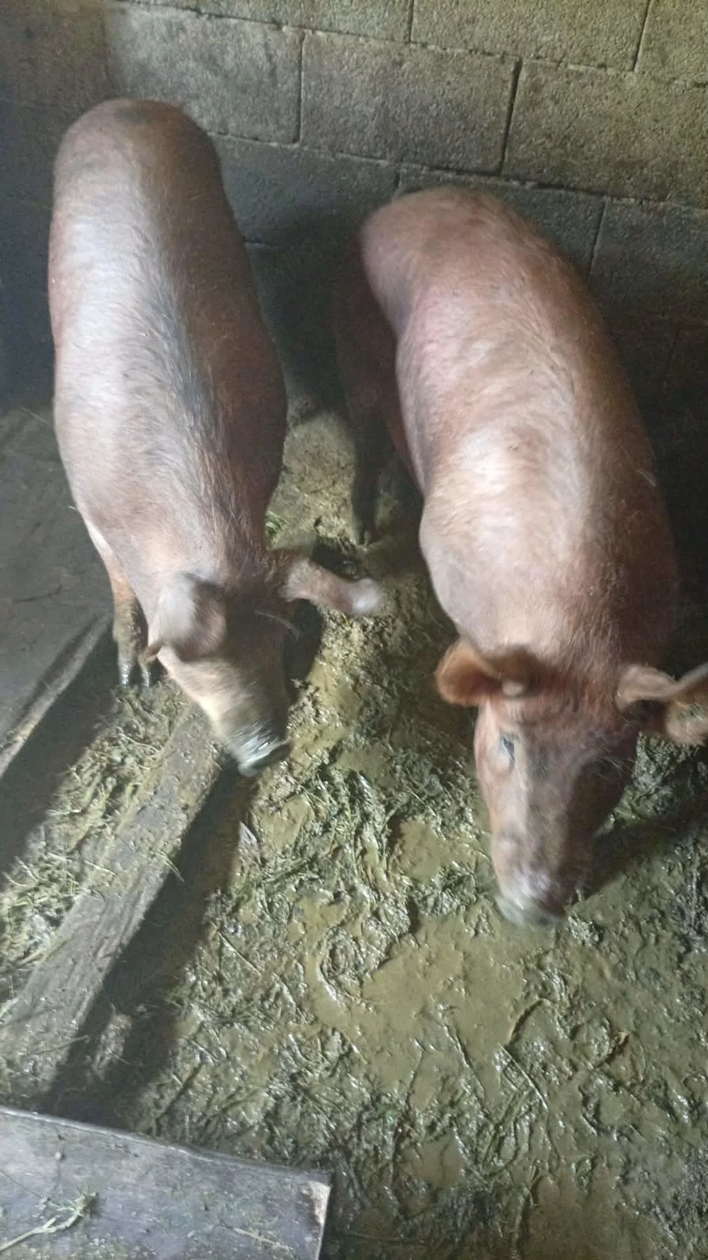 Vînd 2 porci in jur de 110 kile 