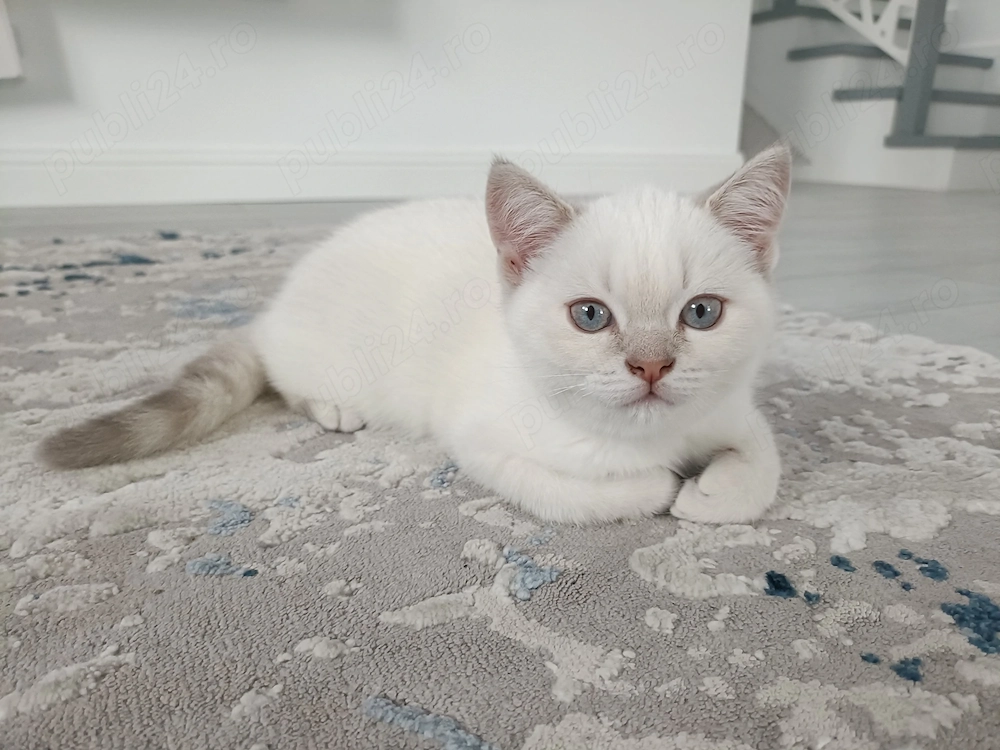 Pisici British Shorthair, Blue Silver Tabby și Alb cu gri Colorpoint, de 2 luni jumătate 