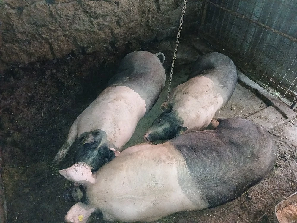 porci de vanzare 