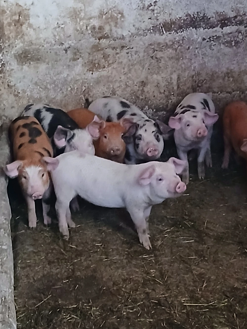 Vand Purcei de 6 saptamani