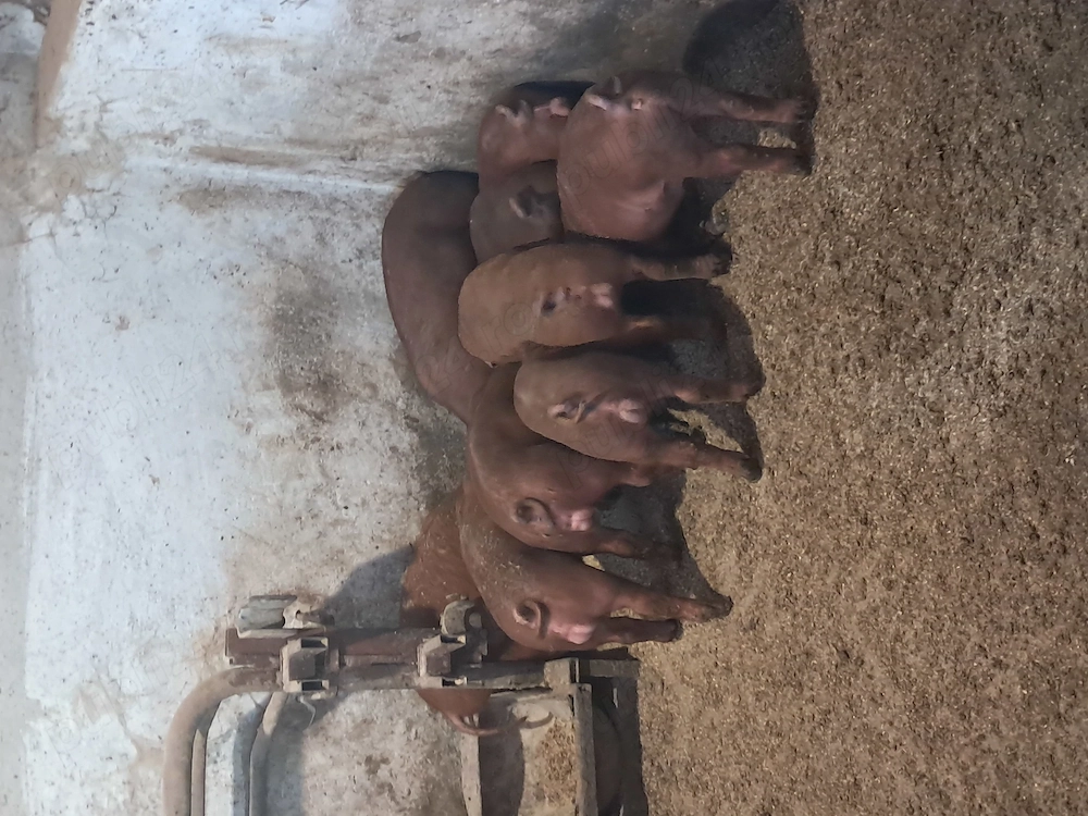 Vand purcei duroc de 8 saptamani