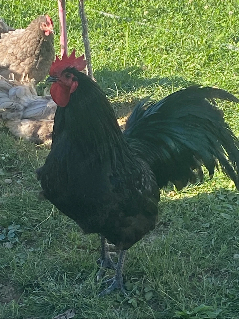 Cocos negru Australorp