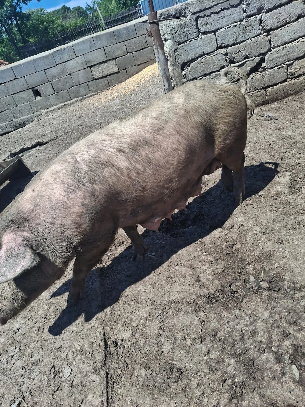 Purcea cu purceii de vânzare 