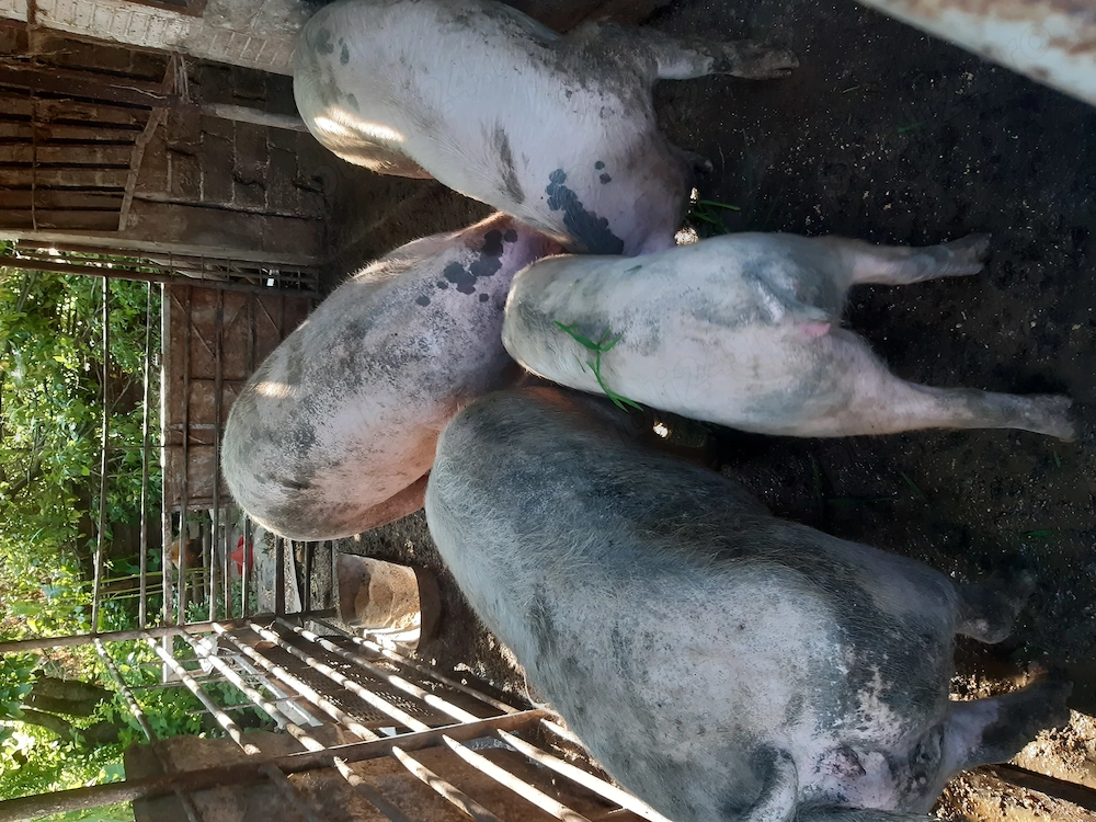 Vand 3 purcele cu greutate intre 100-160 kg