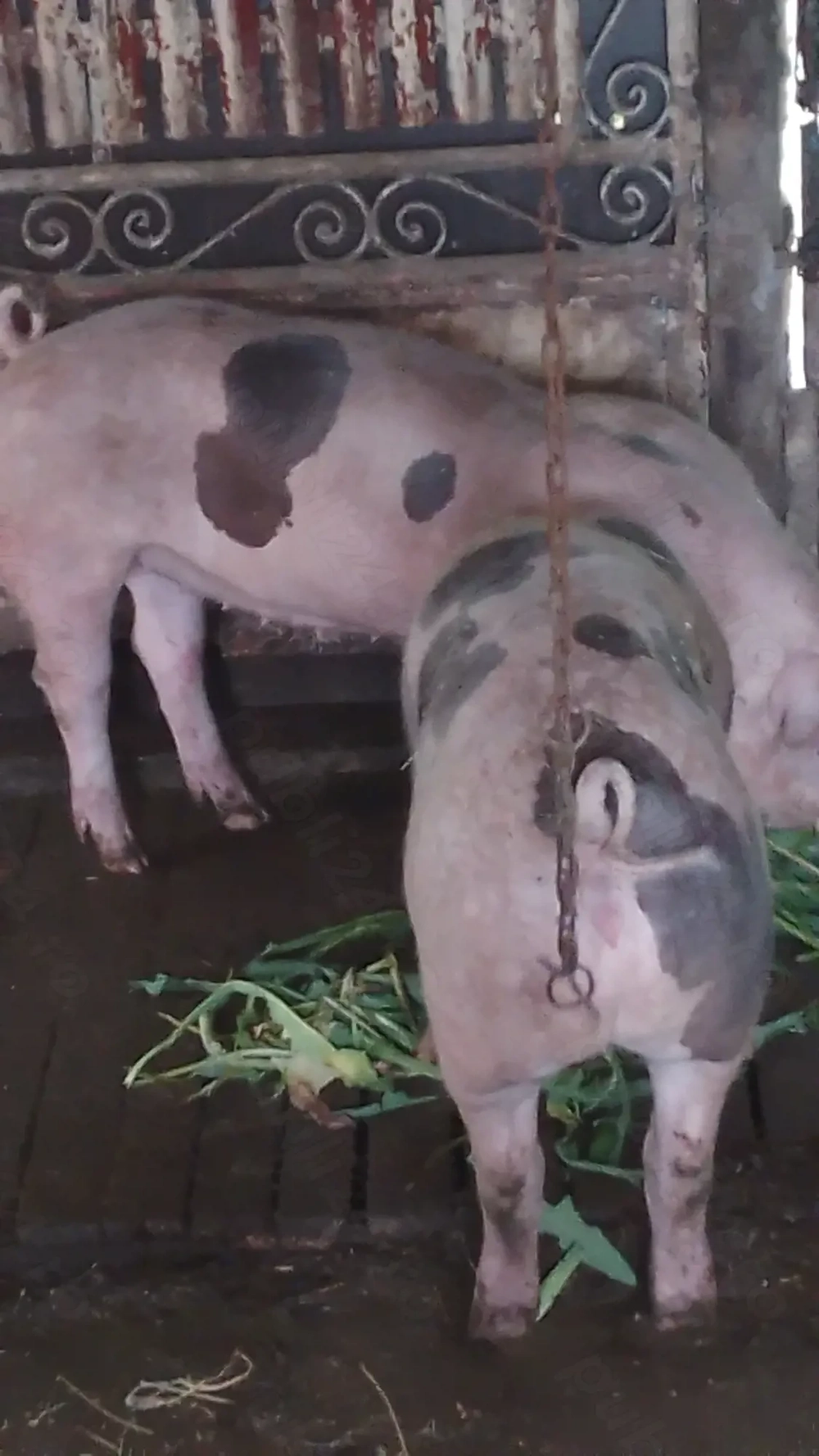 Oferta bomba scrofite.  pietrean  originale   fara. păr
