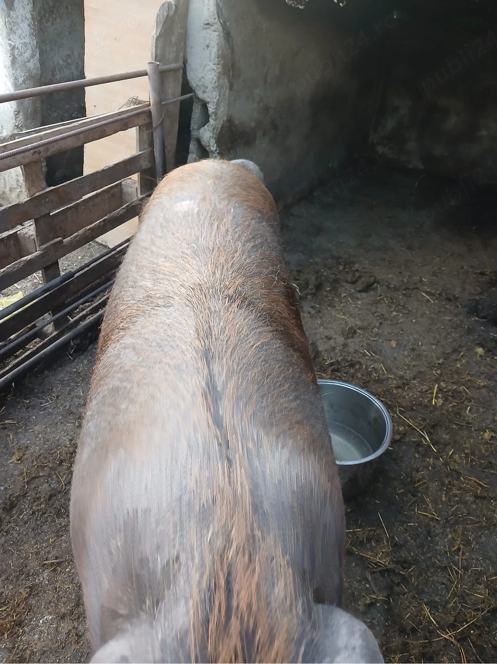 vand porc duroc