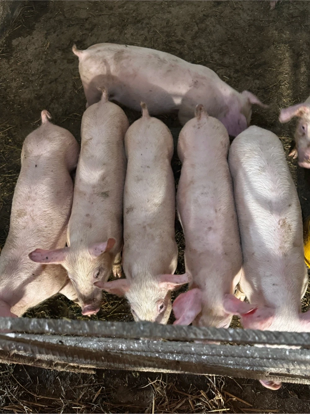 porci castrati si scrofite 30-35 de kg posibilitate transport 
