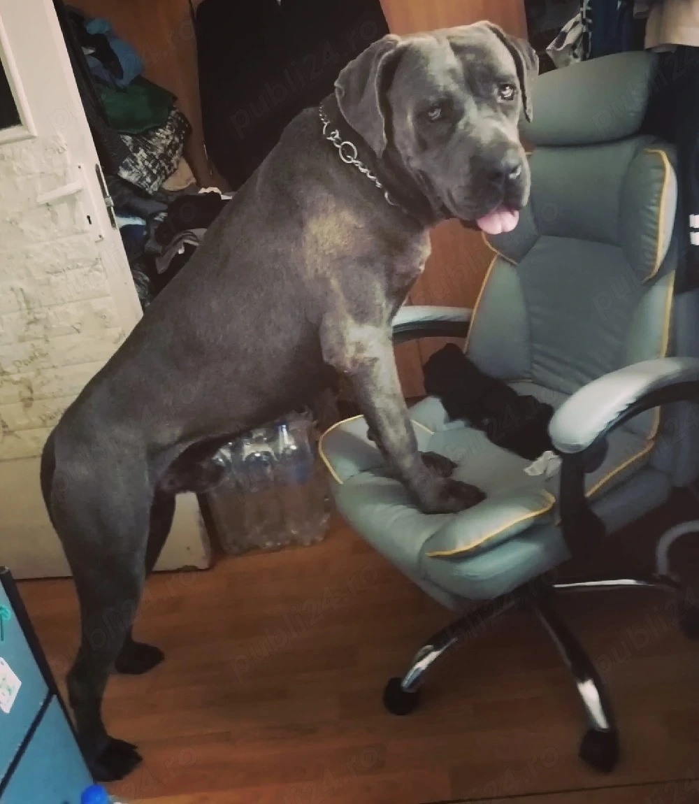 Mascul Cane Corso Blu , disponibil pentru reproductie