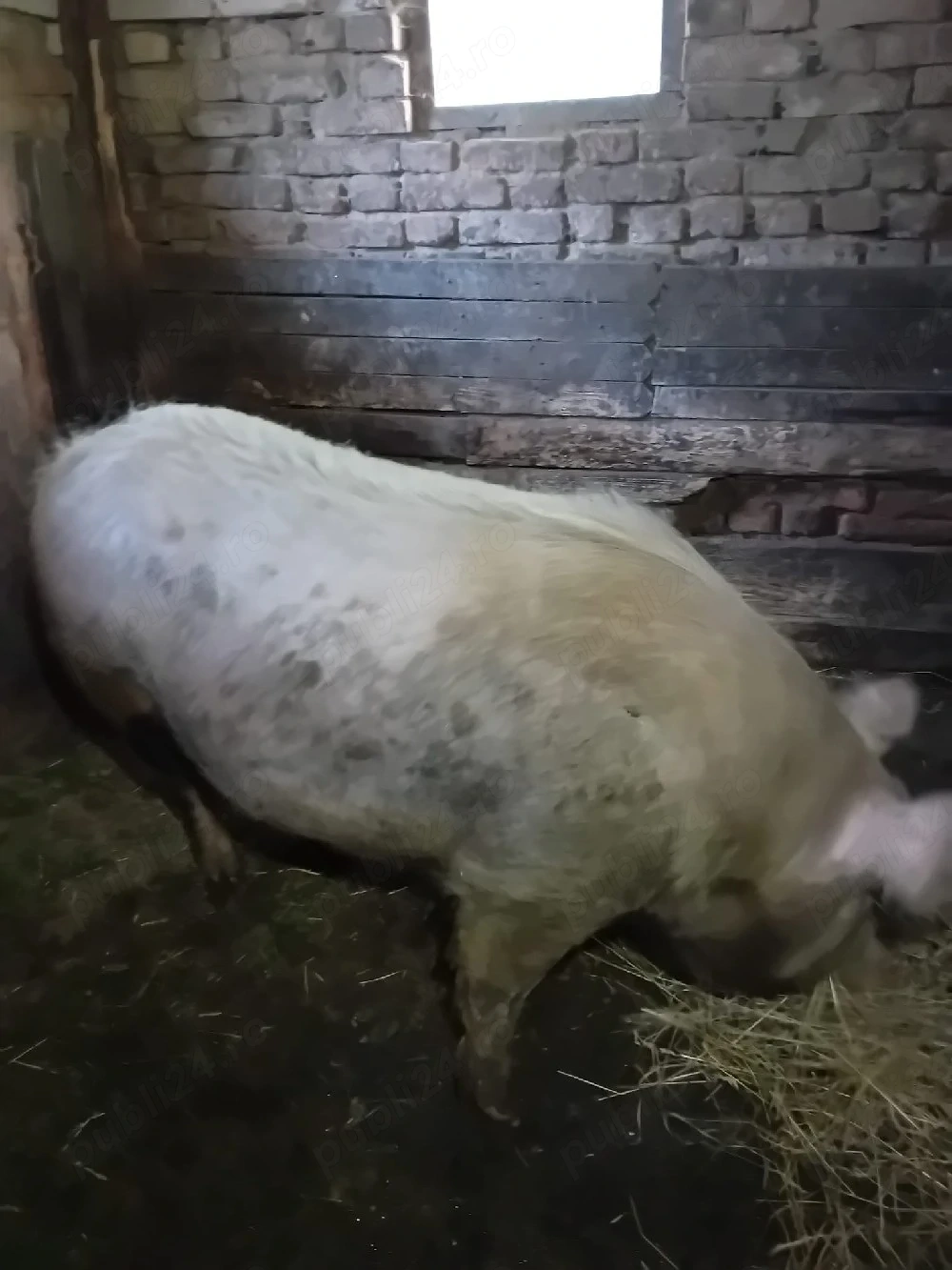 vand porci 