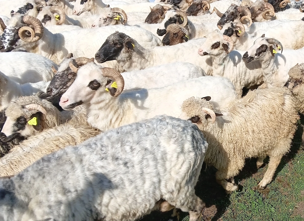 Oi, miei si berbeci de vanzare la Baia de Fier