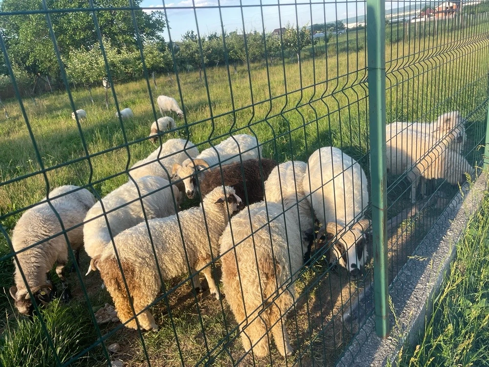 vand oi cu mieluțe mari