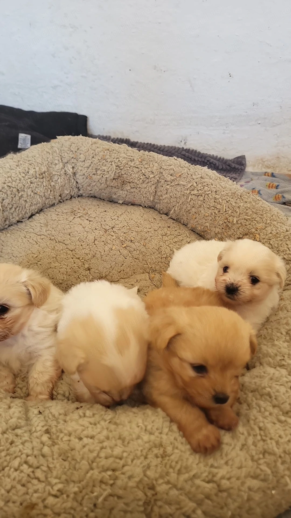 Pui de câine (50% Bișon, 25% Pomerian, 25%shih zu)