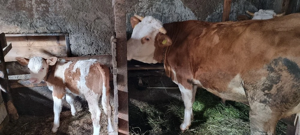 joiana & tăuraș