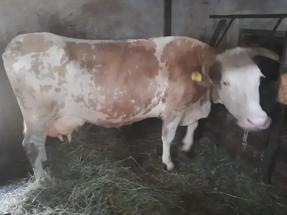 Vand vacă bălțată românească