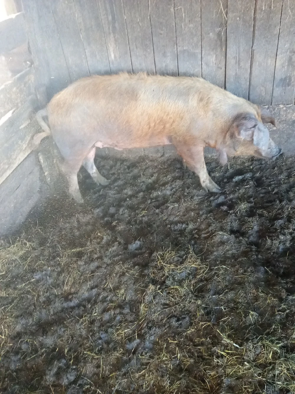 de vânzare mascur castrat și vacinat 90 100 kg aproximativ preț 1100 lei 