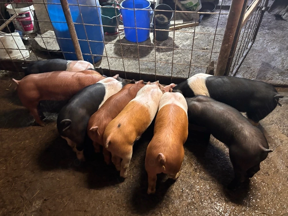 Purcei duroc si bazna