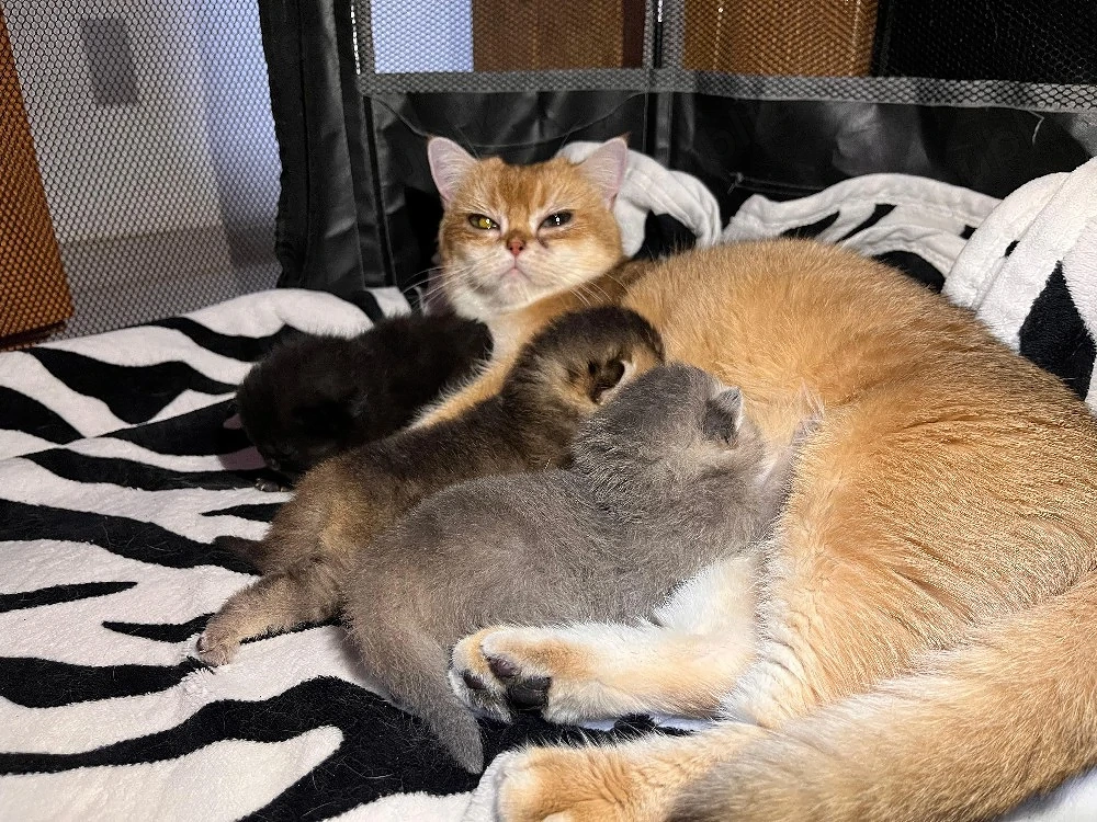 British shorthair blue golden 