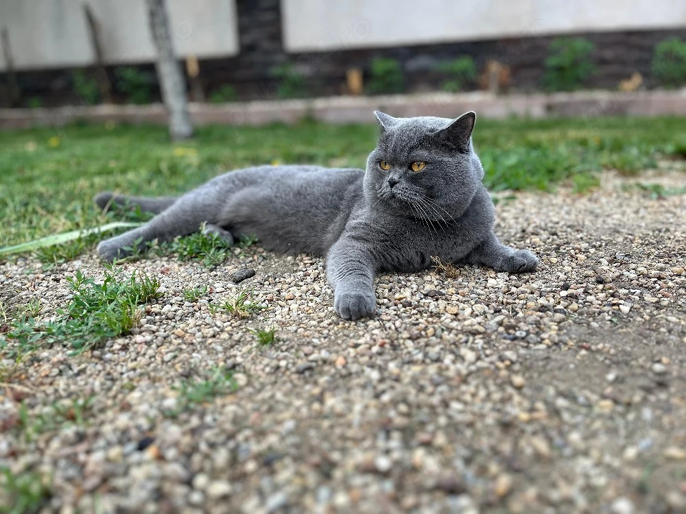 British shorthair blue 