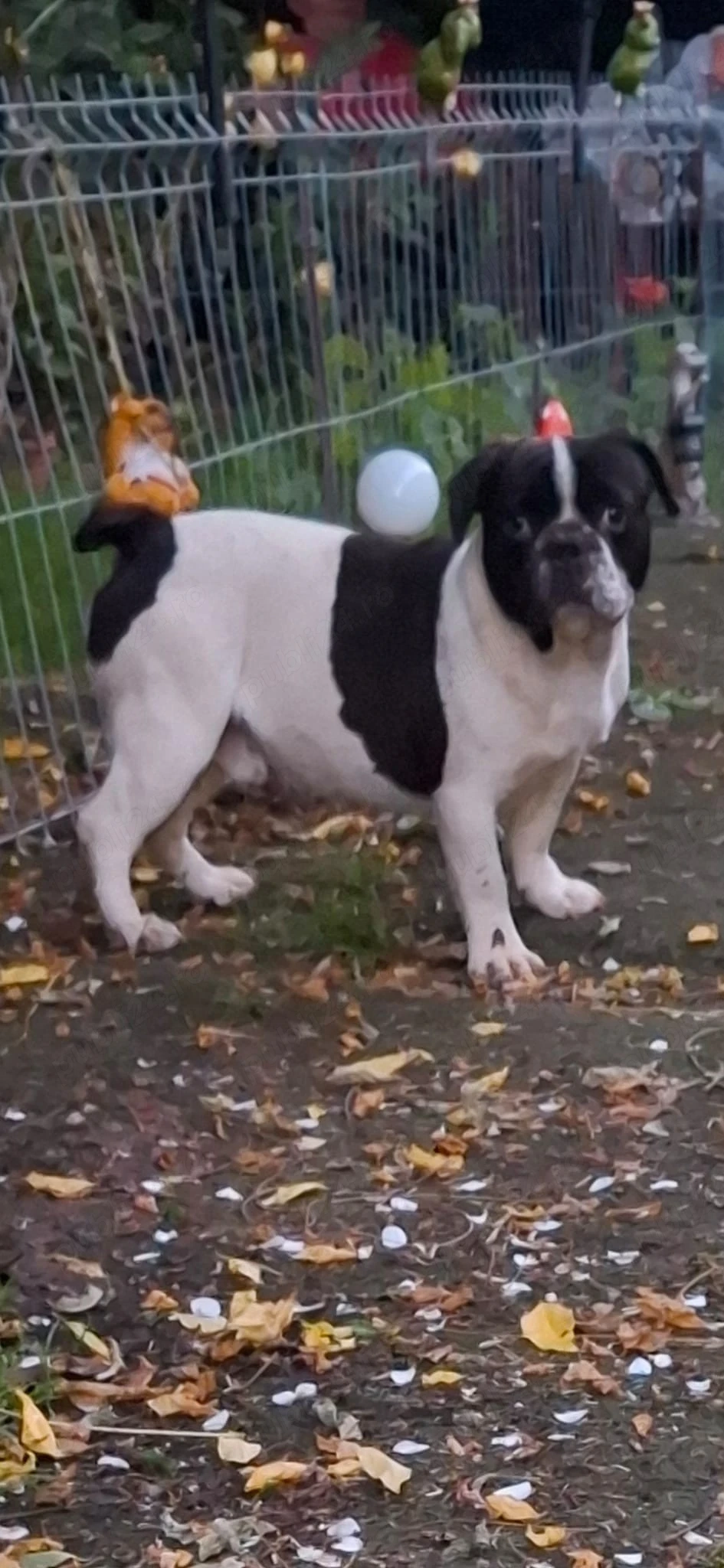 Bulldog francez donez