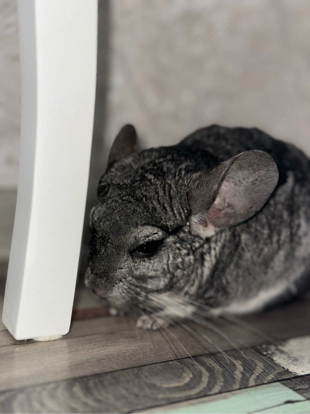 Vand un pui de chincilla de 7,5 luni! 1200 negociabil