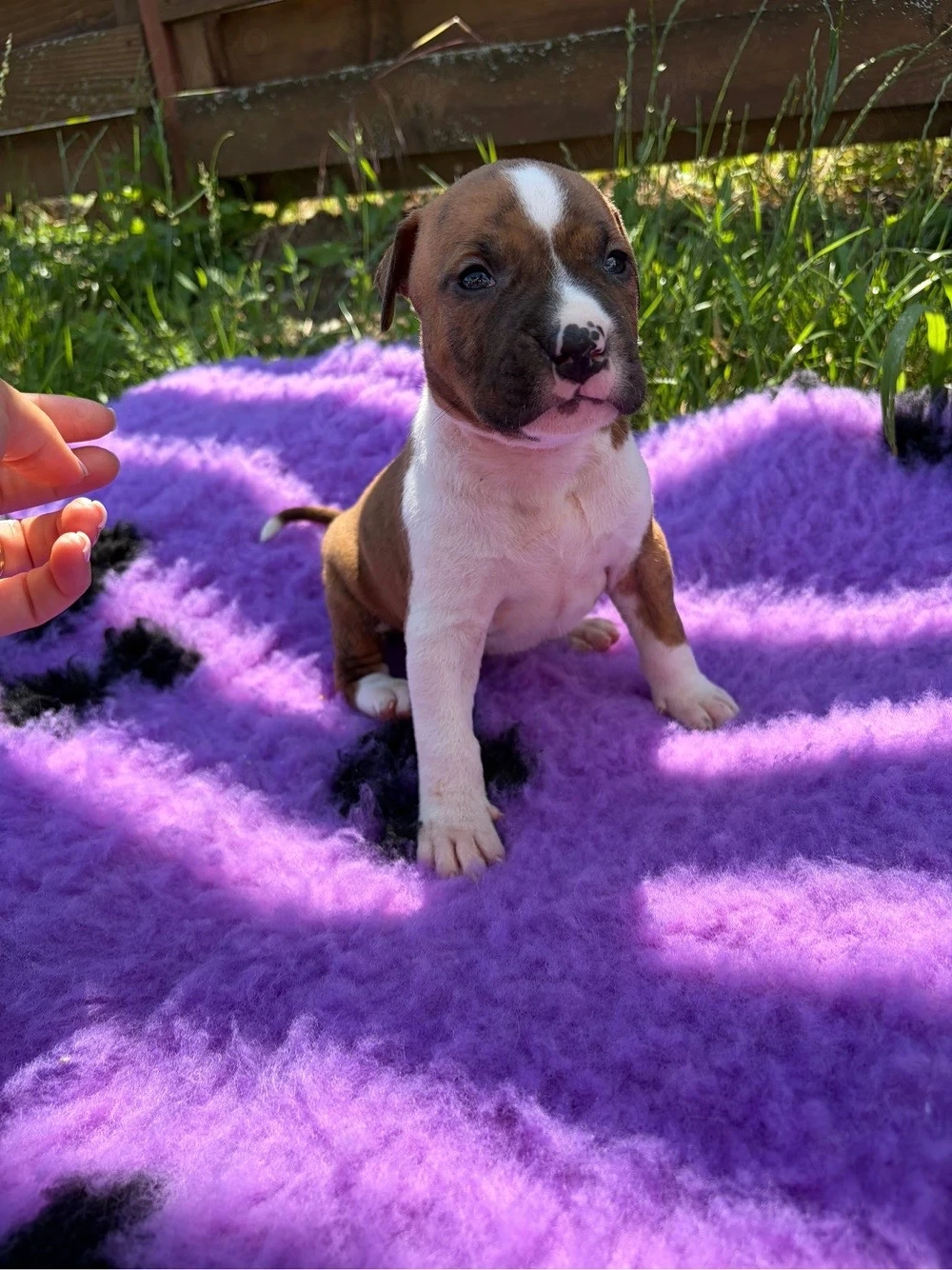 American Staffordshire Terrier ( Amstaff) 