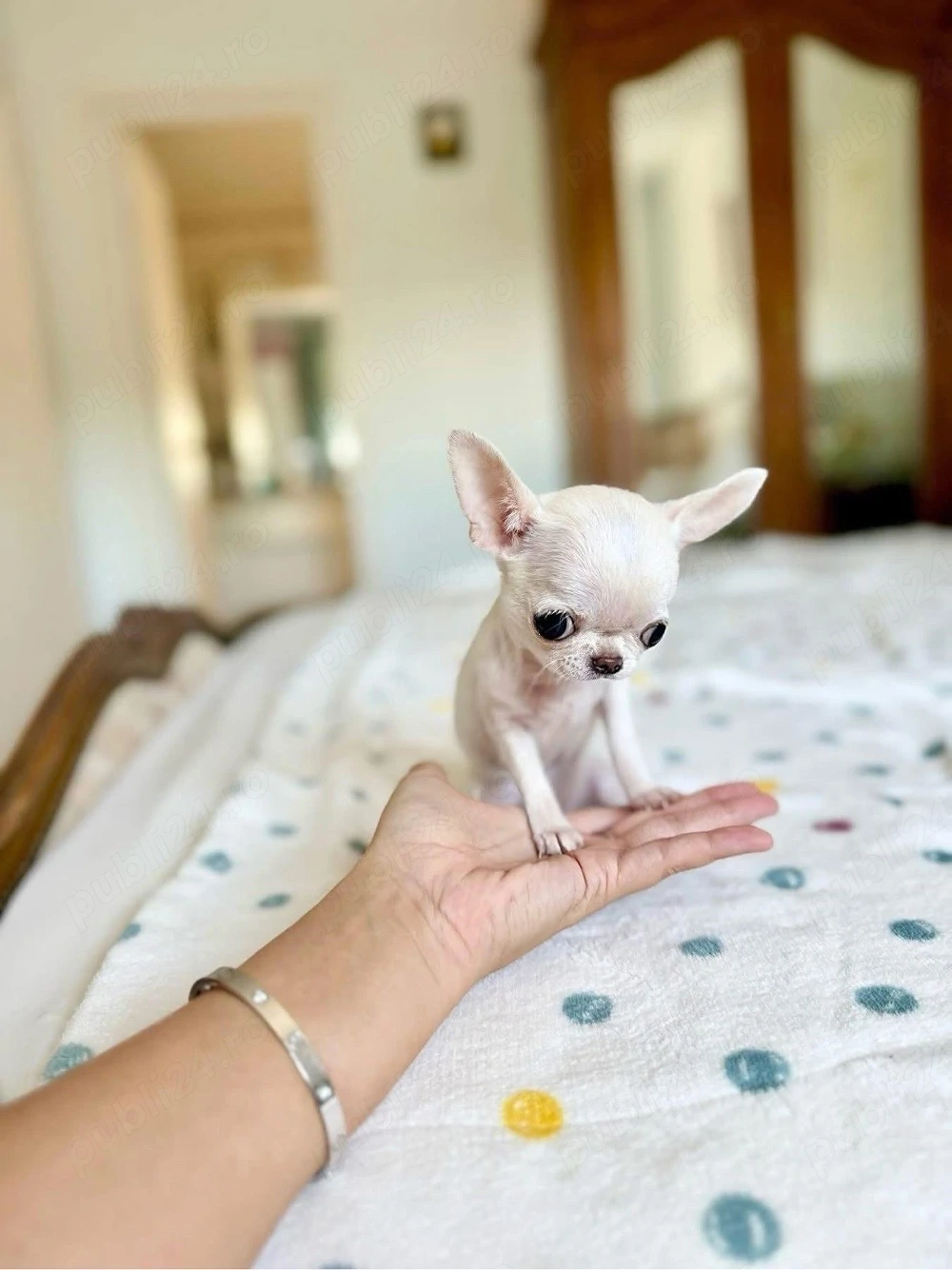 Chihuahua TeaCup Apple Head exemplar Korea-China 360gr