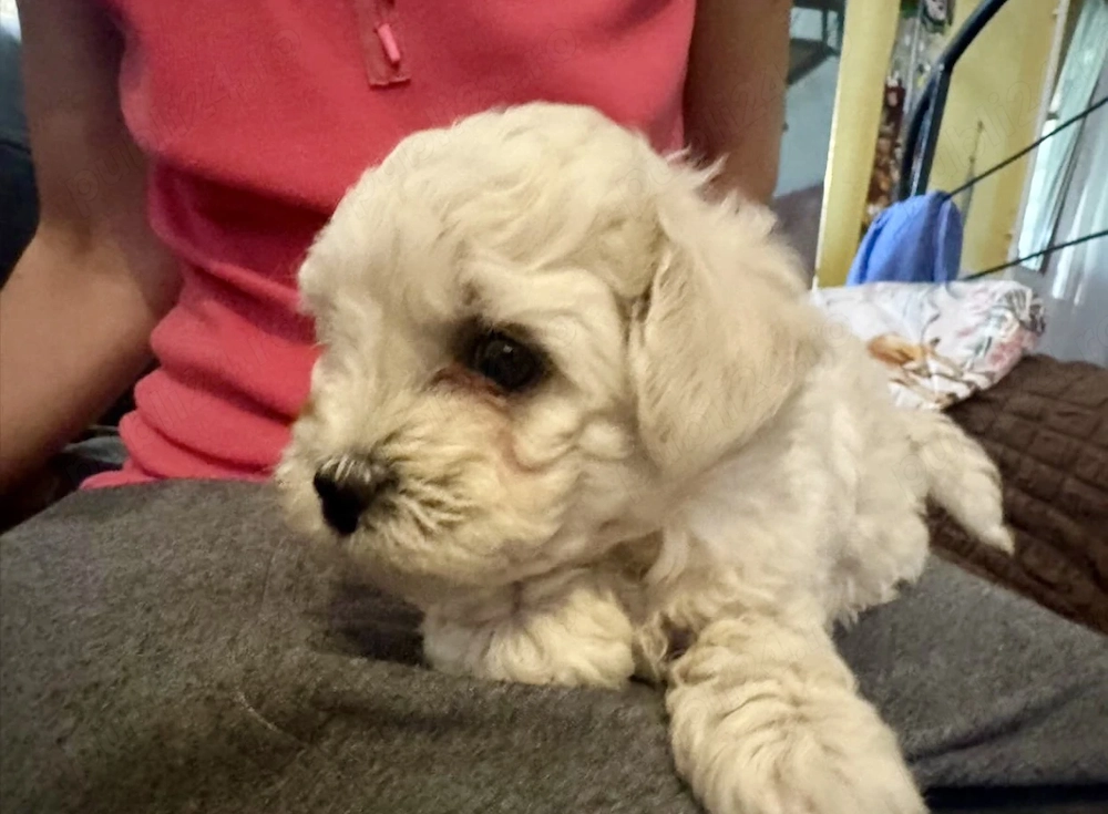 bichon frize 