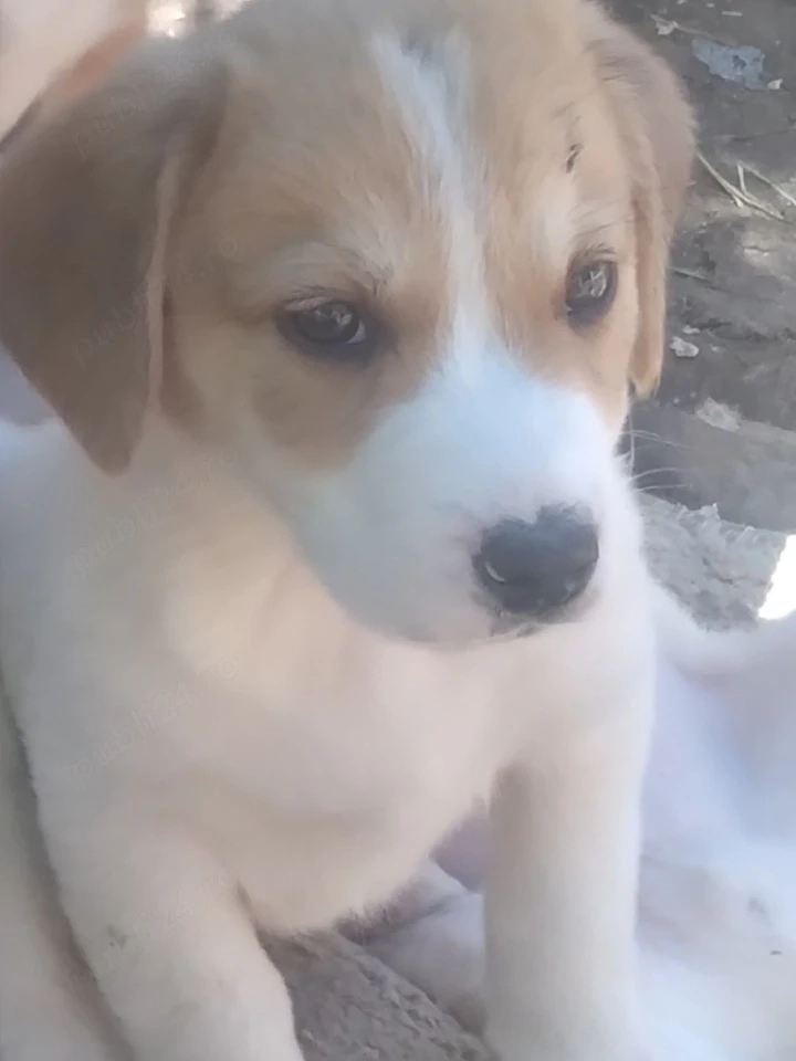 Donez pui cateii metis beagle cu ciobanesc