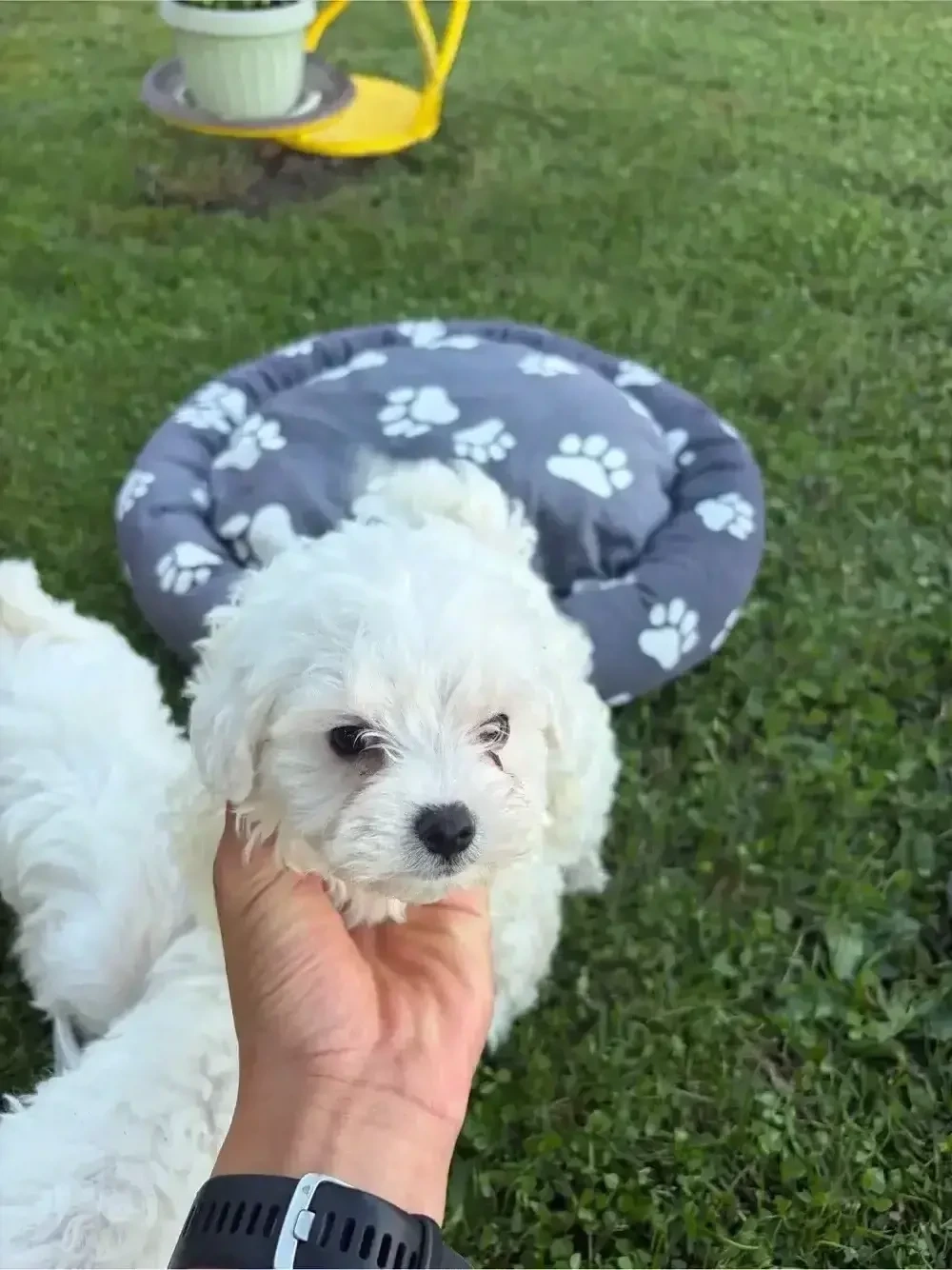vand bichon maltez 