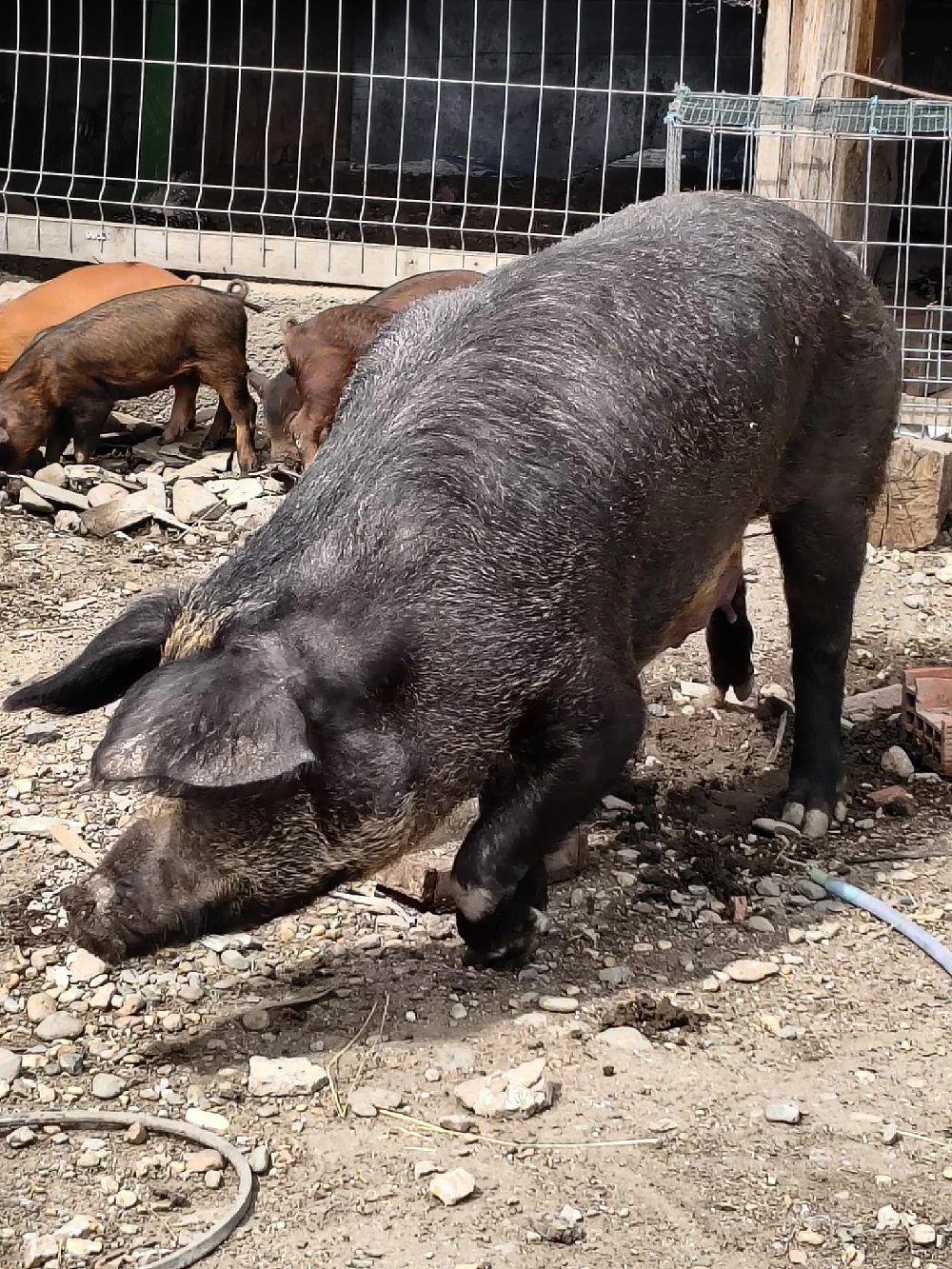 grăsuni duroc și marele alb cauta casuta noua