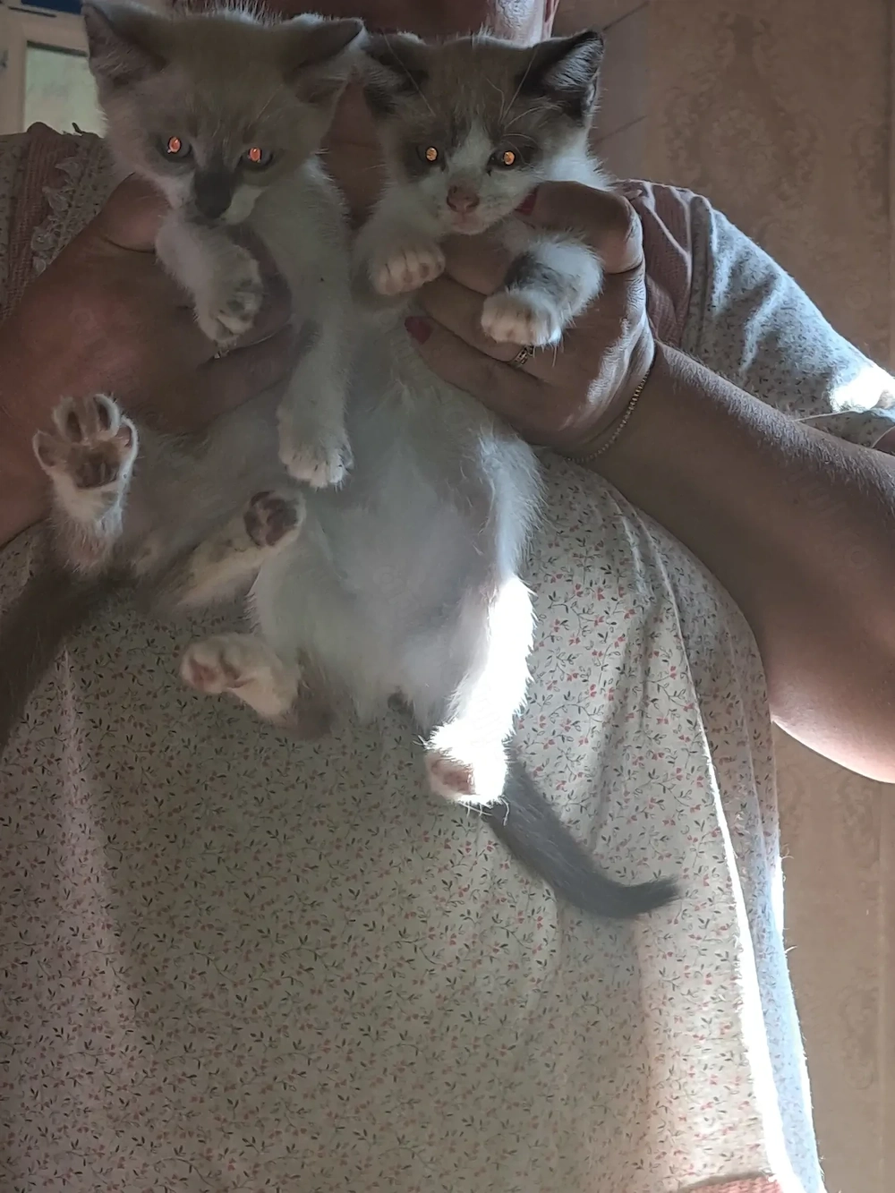 Pisici siameze de rasa 