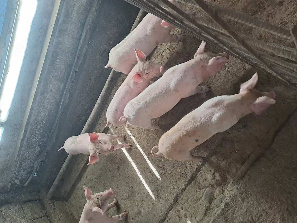 Vand purcei de 7 săptămâni 