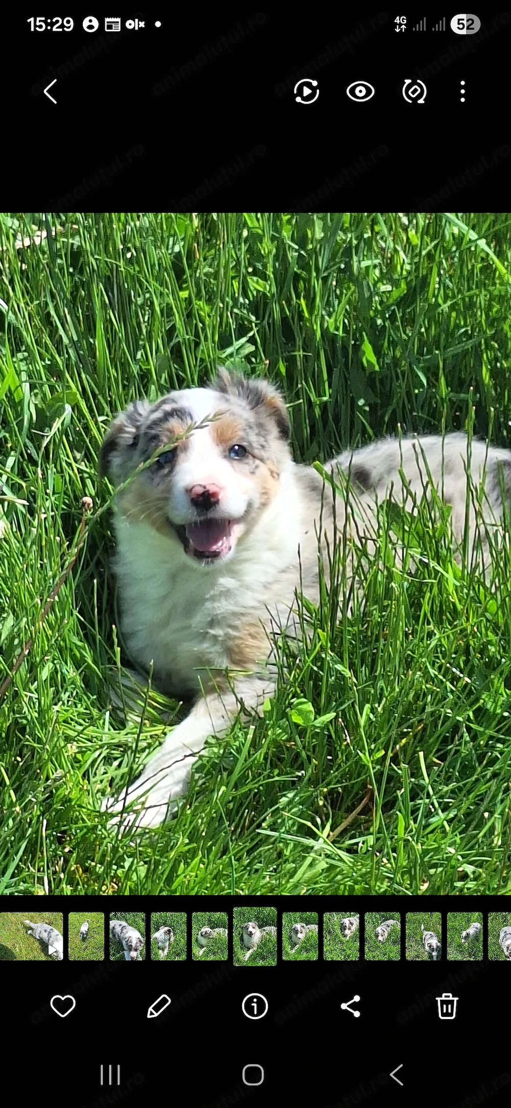 Vand catelusi,pui border collie