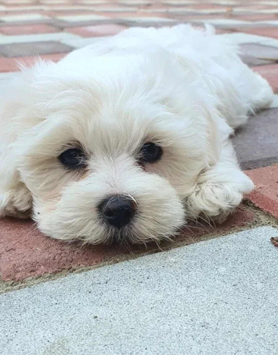 Bichon Maltese 
