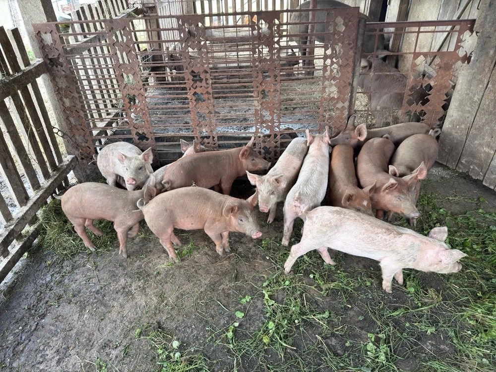 Vand purcei de 7 saptamani 