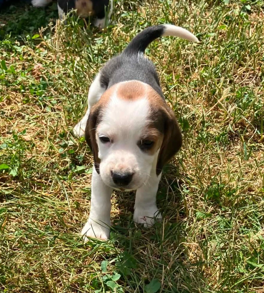 Catei beagle