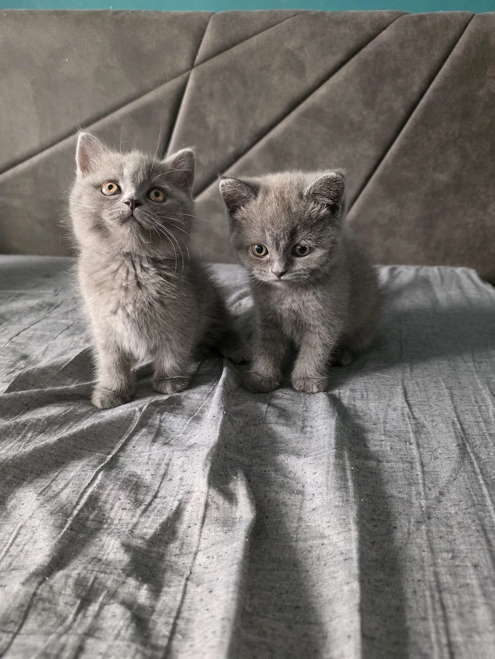 Pisoi British Shorthair