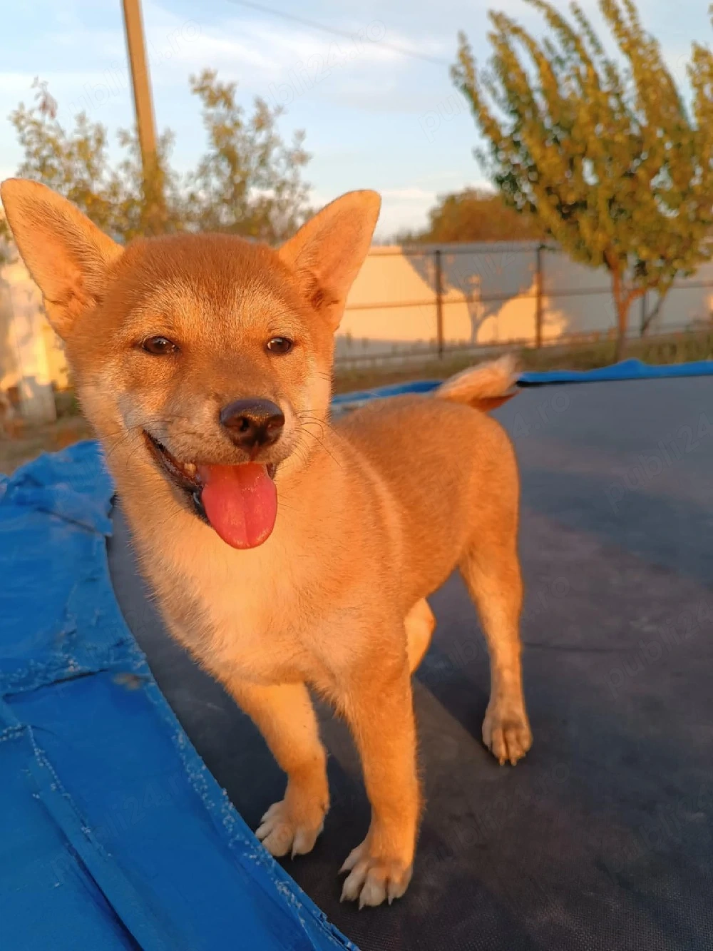 Pui shiba inu