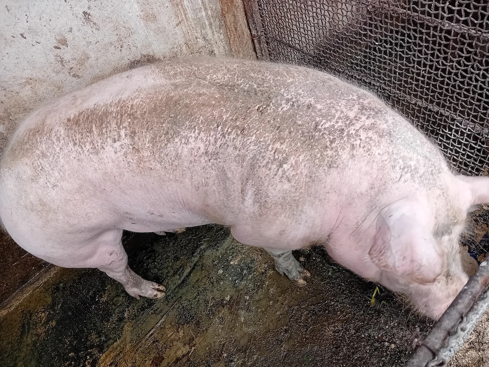 Vand porc de sacrificat 