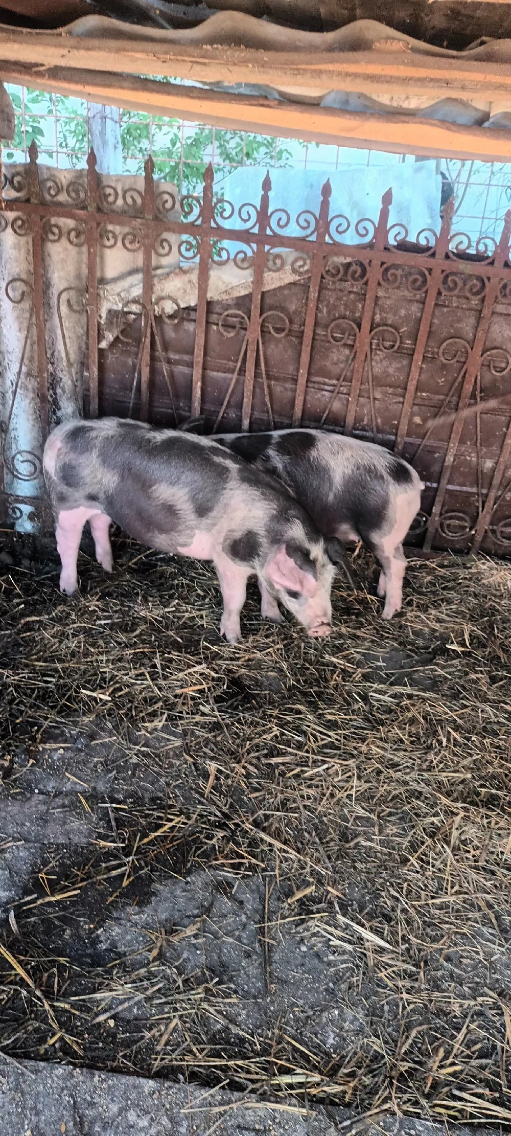 Vând șoldănași la 45 kg la 700 lei buc.