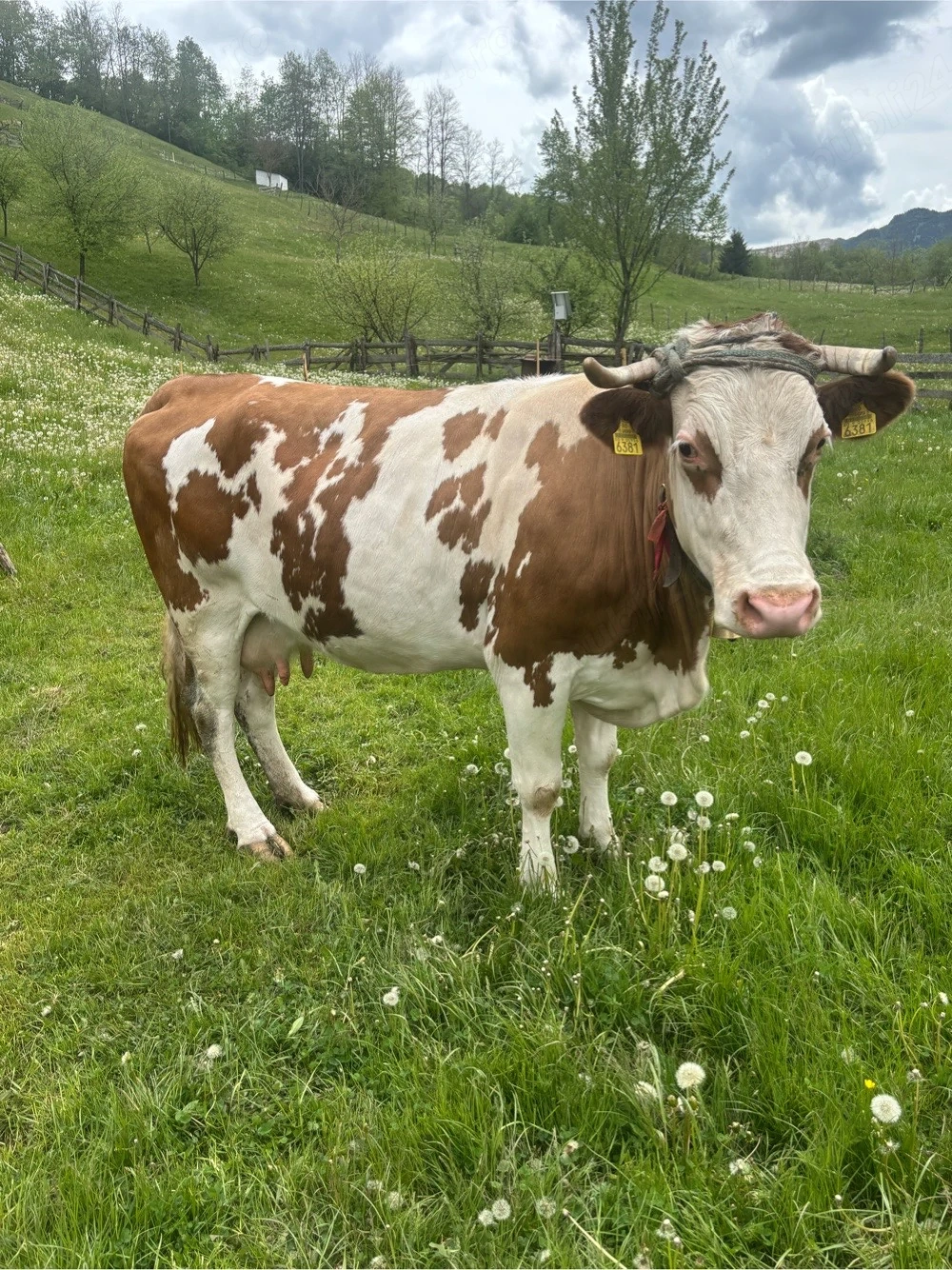 Vaca de Vanzare