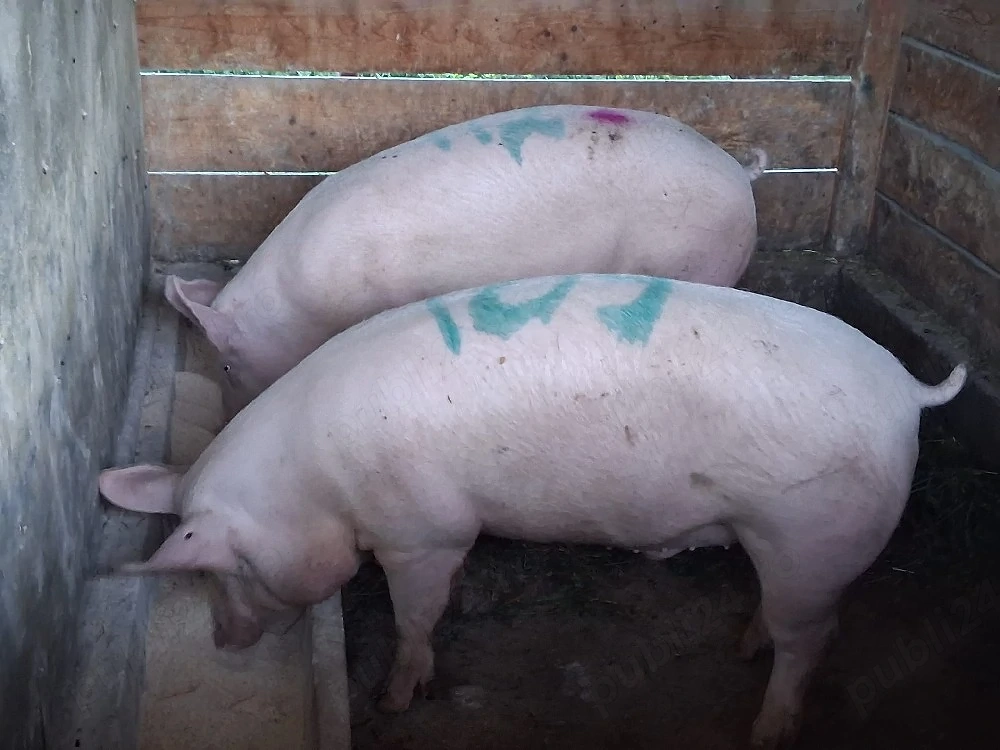 vând 2 porci  110-120 kg 