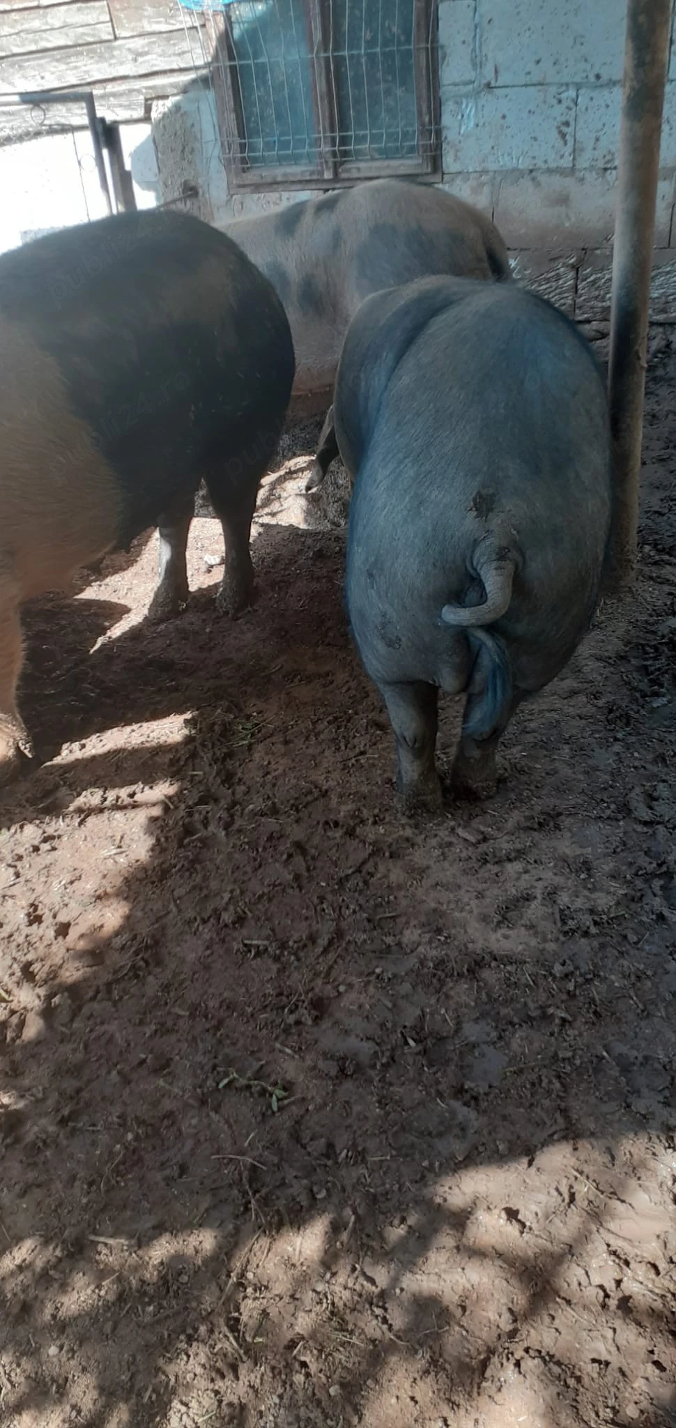 Vand porci de taiat.
